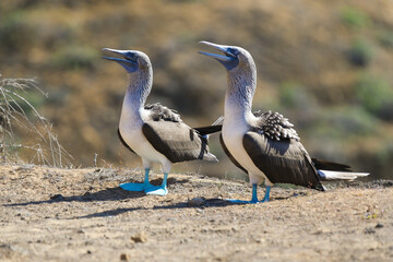 Wall Mural - Blue footed boobies nesting in the Galapagos