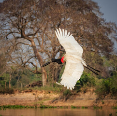 Wall Mural - Flying jabiru stork comes in for landing on shoreline of river.