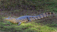 Young Caiman Rests On The Shoreline Of A Pond In Pantanal