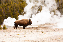Bison By A Geyser Venting Steam In Yellowstone National Park, Wyoming, USA