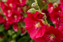 Close Up Of Vibrant Red Hollyhock Flowers