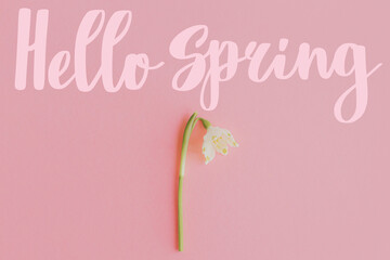 Hello spring text sign on white spring flower on pink paper flat lay. Stylish tender floral greeting card, handwritten greetings