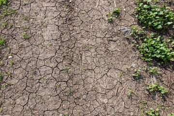 Cracked earth from drought with a small amount of plants