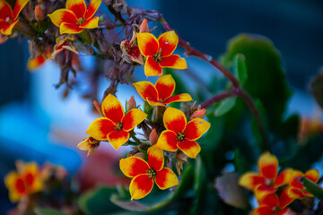  red and yellow flowers