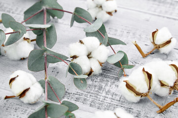 Wall Mural - Cotton plant white flowers and green eucalyptus leaves on grey wooden background