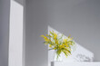 Acacia dealbata, silver wattle or yellow mimosa flower with white gypsophila in glass vase on white home interior. Authentic photo. Women's day, mother's day. Spring time. Hard shadows