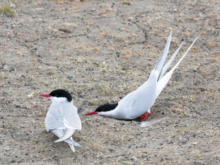 Wall Mural - Arctic Norway, Svalbard, Spitsbergen, Longyearbyen. Pair of Arctic terns displaying around a shallow depression that could be a nest.