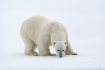 Wall Mural - North of Svalbard, pack ice. A portrait of a polar bear on a large slab of ice.