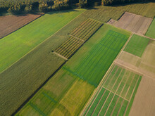 Corn Maize And Rapeseed Trial Fields. Trials Plots.