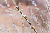Fototapeta Dmuchawce - Pussy willow branches with catkins, soft fluffy spring buds in sunlight. Early spring Easter background. Text space. Traditional decoration for Palm Sunday in Europe.