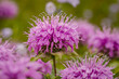 Close up of vibrant purple bee balm wild flowers