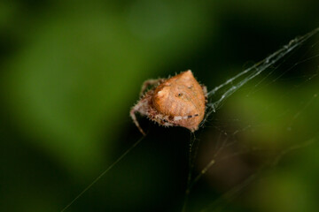 Cat-faced spider making a web close up