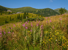 Pink Blooming Sally And Yellow Hypericum Flowers On Summer Mountain Slope. In Far - Pozhyzhevska Weather And Botanic Stations (building Was Laid In 1901), Chornohora Ridge, Carpathian, Ukraine.