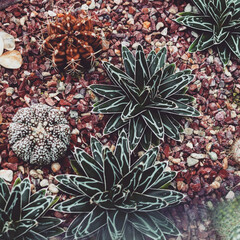 Sticker - Closeup shot of various beautiful succulent plants growing on a gravel ground