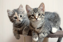 Two Cute Gray Kittens Lie On The Cat Furniture At Home