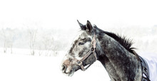 A Dappled Gray Horse With A Halter In A Pasture With Snow During The Winter.