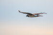 Northern Harrier Hawk Makes One Last Sortie as the Sun Sets on a Winter Day
