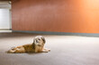 Small fluffy puppy stretched out on cement floor of an empty parking garage with orange wall in background. Copy Space