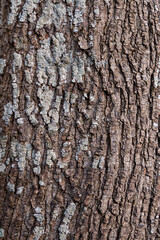 Wall Mural - texture background the surface of rough tree truck with white marks and cracks