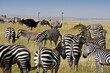 Burchell's (common, plains) zebras and Masai ostriches, Masai Mara, Kenya