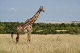Fototapeta Sawanna - Masai giraffe (male), Masai Mara, Kenya