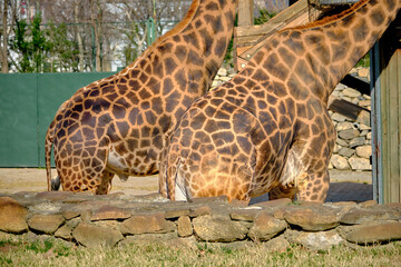 Groups of giraffes in Zoo. Giraffes are eating dried and withered grass.