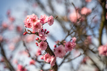 Canvas Print - Blooming Purple leaf Krauter Vesuvius (Cherry Plum). Spring atmosphere. 