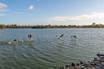 Wall Mural - Several pelicans fly over Lake Elizabeth in Central Park, Fremont