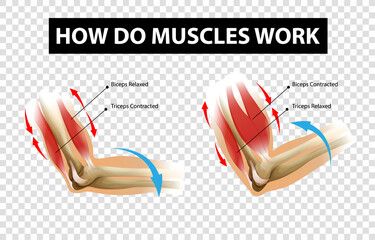Canvas Print - diagram showing how do muscles work with labels on transparent background
