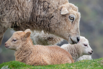 Poster - Great Britain, Shetland, Fair Isle. Shetland sheep, ewe with lamb.