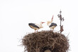 Una pareja de cigüeñas realiza sus movimientos y sonidos de cortejo o crotoreo sobre su nido en el campanario de una iglesia rural. Tomada en Castañares, Burgos, en febrero de 2021