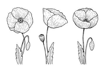 Wall Mural - Set of outline poppies. Vector hand-drawn illustration in line art style. Sketches of spring flowers. Perfect for your projects, cards, invitations, print, decor, patterns, packaging design.