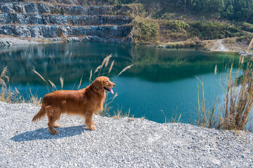 Wall Mural - Golden Retriever by the lake in the mountains