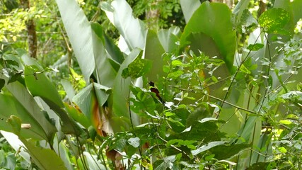 Tropical multiple colored bird sitting on a branch with green leaves moving in the wind and fly away in Panama on a bright windy day. Wide shot