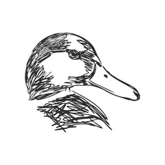 Hand drawn duck animal vector illustration. Sketch isolated on white background with pencil and label banner. duck, vector sketch on a white background