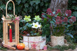 Weihnachts-Gartendekoration mit Christrose und Skimmia in rustikalen Töpfen und Holzlaterne