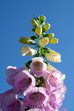 Pink  Flower Of Digitalis With Blue Sky Background