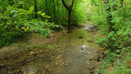 Canvas Print - Flowing stream in autumn forest. Real time shot