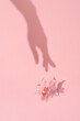Womans hand shadow touches pink flower. Natural beauty, Womens, Mothers day, femininity concept.