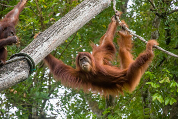 a Bornean orangutan is hanging on rope
The orangutan is a critically endangered species, with deforestation, palm oil plantations, and hunting posing a serious threat to its continued existence