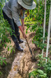 © shintartanya - Agriculture, gardening. Girl gen z planted tomato seedlings in a greenhouse. Hobbies, remote work in quarantine in a virus. Slow life, digitally detox. Agriculture background