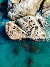 Aerial View Of Cape Fur Seal Colony At Strawberry Rock, Cape Town, South Africa.