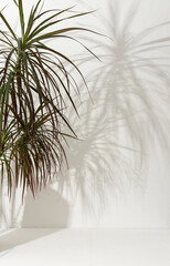 Wall Mural - Houseplant Dracaena close-up on a white table against a white wall, the shadow of a flower on the wall, biophilic design