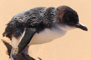 Wall Mural - close up of a penguin