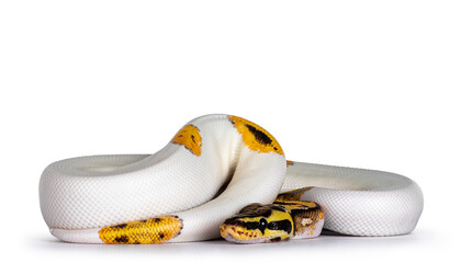 Fototapete - Young Piebald Ball Python aka Python Regius snake. Very high on white with button like yelow with black spots or dots. Isolated on a white background.