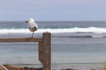 Wall Mural - seagull on the pier