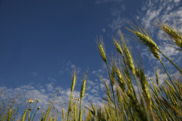 Wheat ears in the field. Summer landscape. Blurred background.