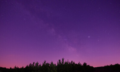 Milky way over the pine forest