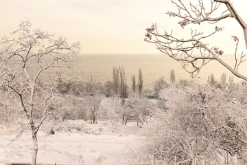 Wall Mural - Trees covered with white fluffy snow and blue on the shore of the sea. Wonderful winter seascape.
