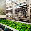 canvas print picture - Food factory, interior of the department where are prepared frozen spinach
